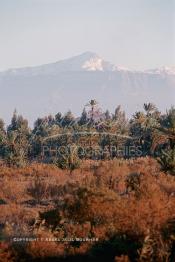 Image du Maroc Professionnelle de  La ville de Marrakech fut entouré par des fermes aux jardins de fruits où les grandes familles passaient du beau temps durant leurs Nzaha (une sorte de pique nique locale), Lundi 19 Août 1997. Au fond le haut Atlas enneigé. (Photo / Abdeljalil Bounhar)